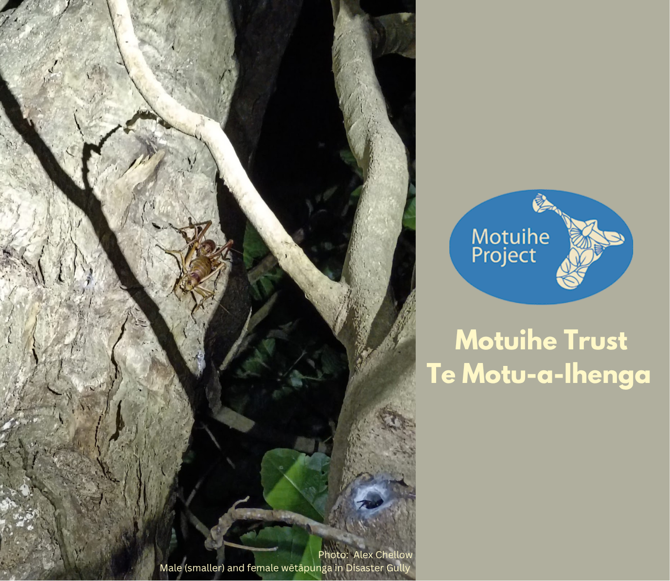 Motuihe Trust
