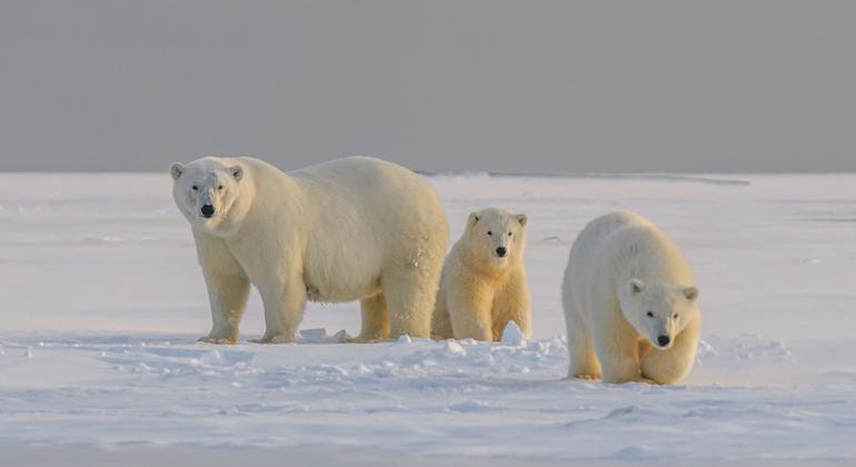 [UN News photo]