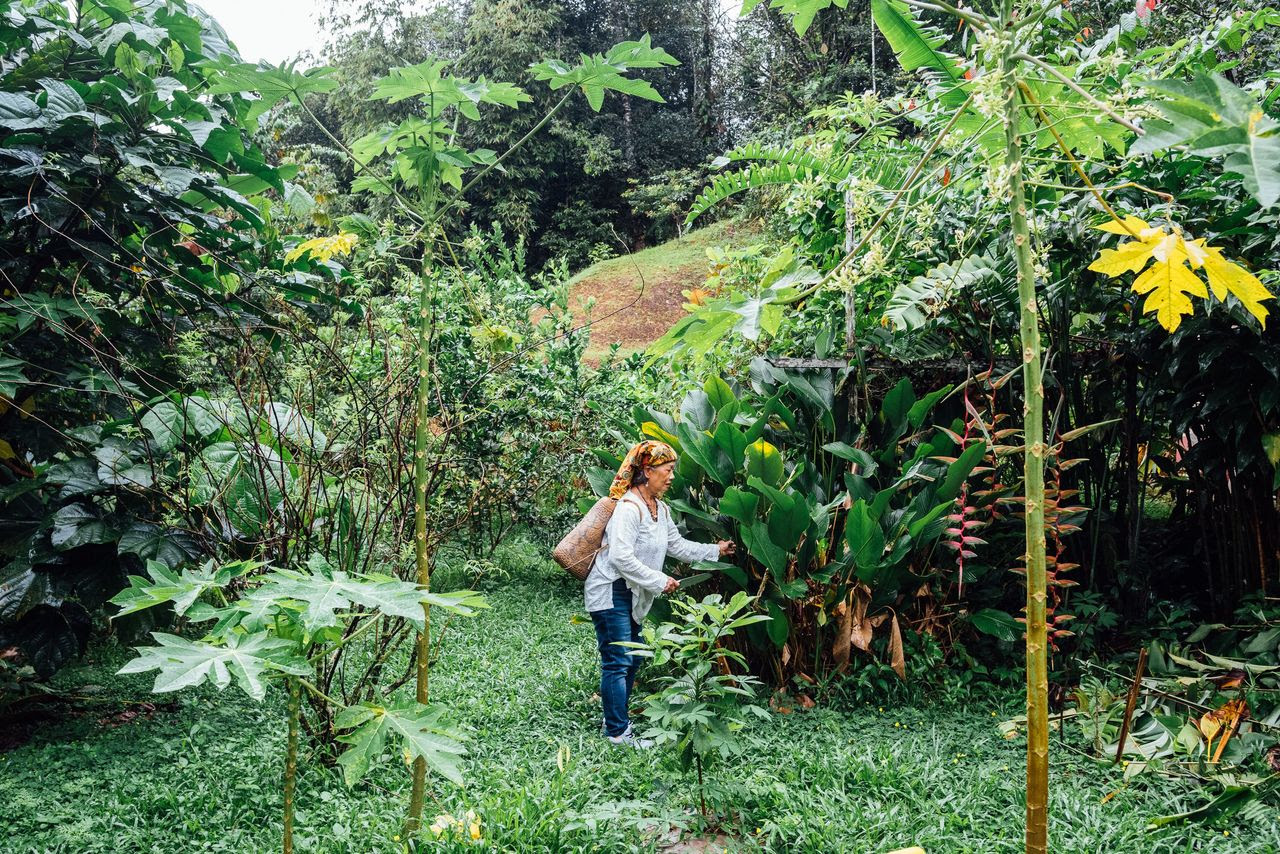 Mina Trang-Witte, 65, a home cook from the Kelabit tribe in Malaysia’s Sarawak state, has received a growing number of guests eager to learn what she knows about cooking with jungle produce. (Alvin Lau for The Washington Post)