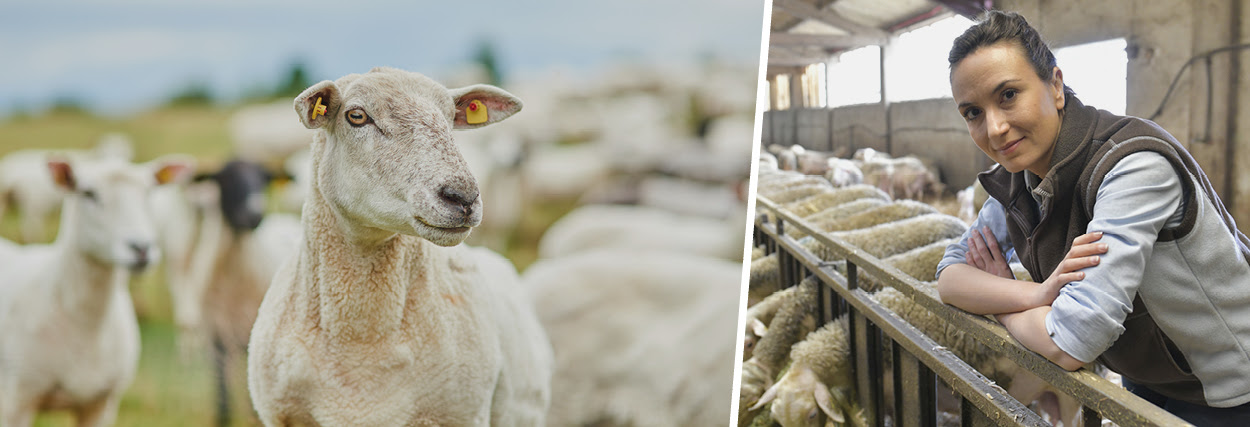 banner for: Agricultural market dashboards - SHEEP MEAT Template