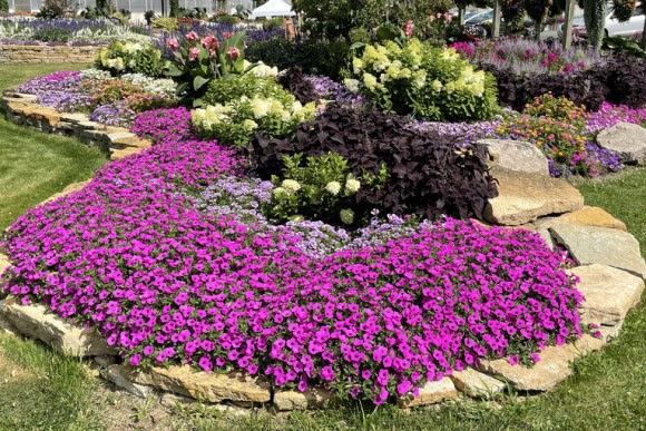 Supertunia petunias