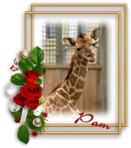 Giraffe-Arnhem-Zoo-Netherlands
