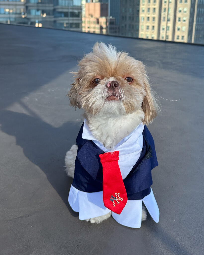 A small dog on a New York rooftop in a costume with a red tie.