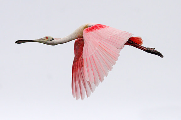 Roseate spoonbill photo by Andy Wraithmell