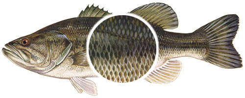 Bass with fish scales closeup