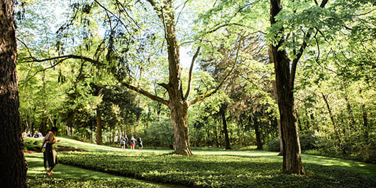 trees and grass with people walking