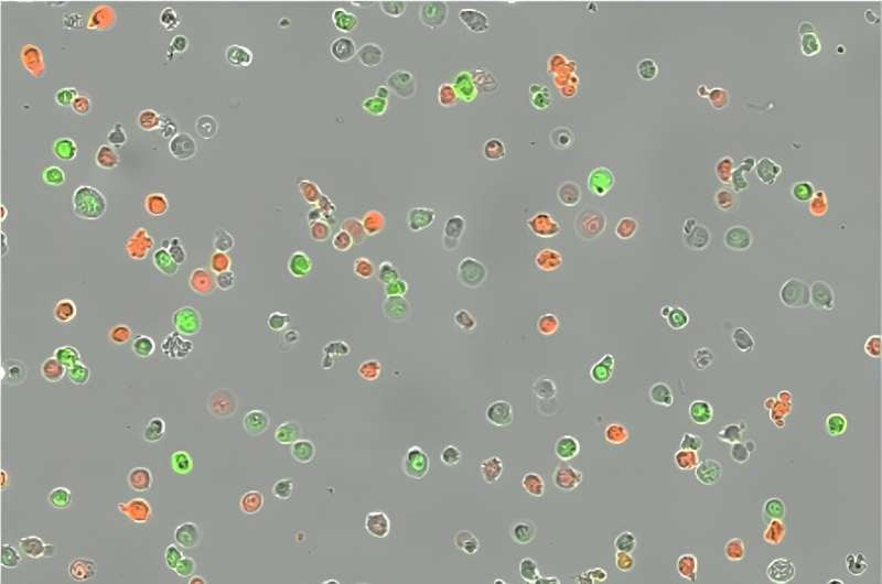 A new technique that makes competition between tumour cells visible can help personalise treatments for multiple myeloma