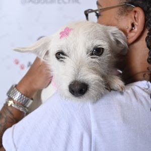 Adote um amigo: Tietê Plaza promove campanha de adoção de cães e arrecadação de ração para doação