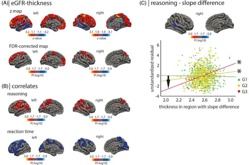 Chronic kidney disease may lead to cognitive disorders