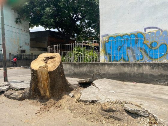 Al final de la avenida Los Samanes de Santa Rosalía no quedó ni un árbol sin talar