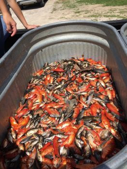 A stock tank of orange and black goldfish removed from a ditch in Oakland County, MI.