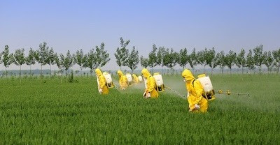 Des agriculteurs en tenue de protection pulvérisant des pesticides dans un champ de blé.
