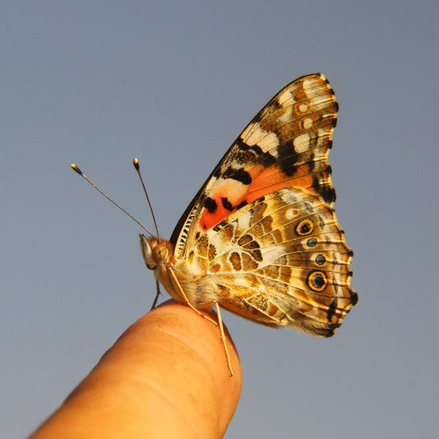 A close-up of an orange, black, white and brown butterfly resting on a person's finger.