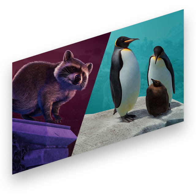 Images of a raccoon and a family of penguins as seen in Planet Zoo: Console Edition.