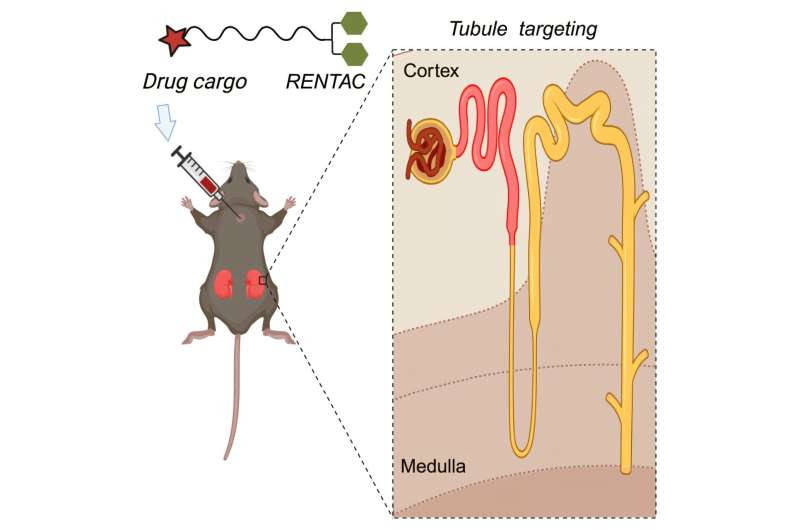 A promising kidney-targeting drug delivery system