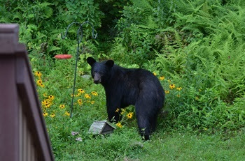 A young black bear looks demurely over its shoulder as it stands next to a birdfeeder in a resident's yard.