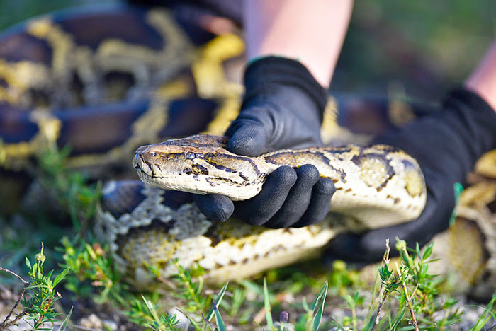 Close up view of a Burmese python