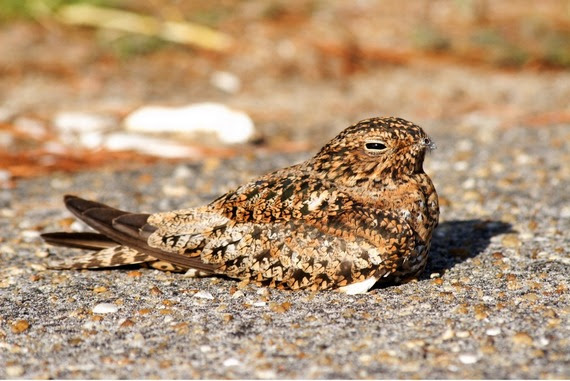 A bird with a small beak, large eyes, and mottled brown coloring sits on a gravelly surface.