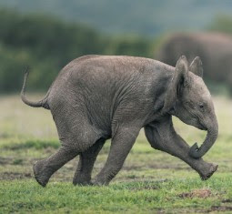 A photo of a baby elephant charging across the grass.