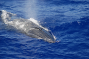 A Bryde’s whale blowing water out of it's blowhole