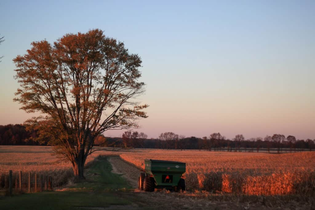 Sunset image of a grain cart under a large tree on the outside of corn field during harvest season.