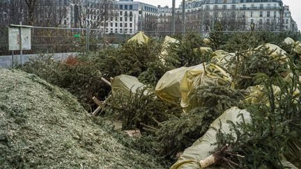 Points de collecte, renforcement des dunes, alimentation animale... Comment offrir une seconde vie à votre sapin après les fêtes