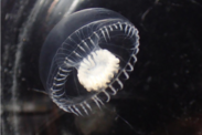 A jellyfish against a black background, the specimen upon which the new species is based