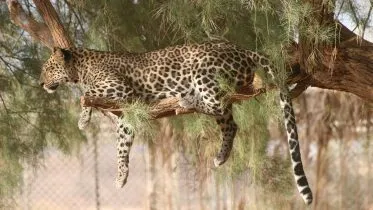 Arabian Leopard