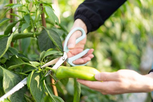 How to Prune Pepper Plants the Right Way and Get a Huge Harvest _medium