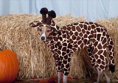 Halloween-Dog-Giraffe-Costume2