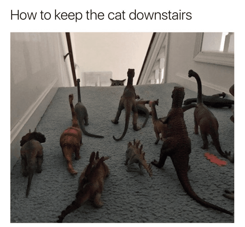 How to keep the cat downstairs