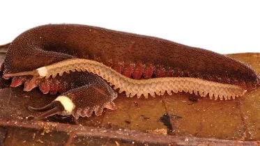 Female Tiputini Velvet Worm With Offspring Close Up