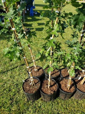 Trees wait for people to claim them at a tree giveaway event. 