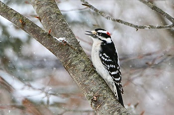 a white-breasted woodpecker with black and white wings and a hint of red on top of head stands on a pale, tan, snow-dusted tree limb