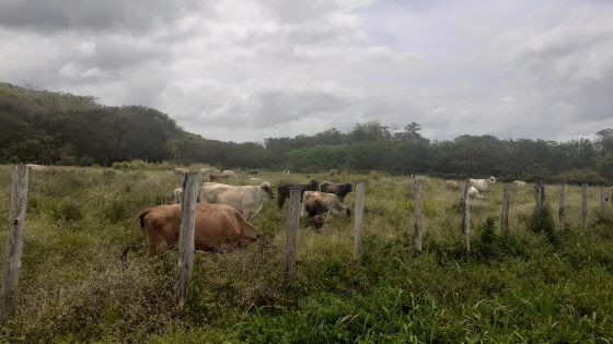 Feria Agroindustrial reconoce a productores que mantienen apuesta por Bolívar