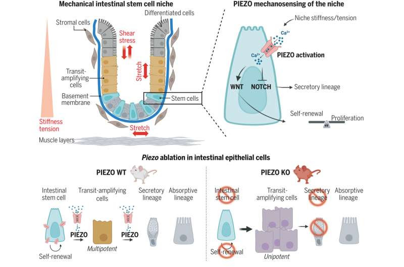 Critical relationship between stem cells and mechanical signals revealed