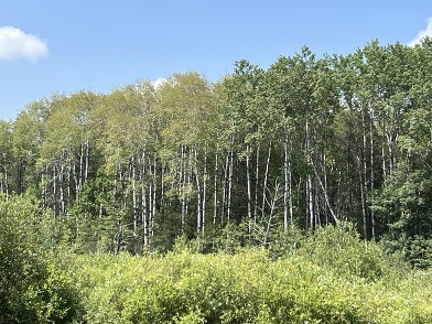 The group of aspen on the left shows signs of leaf blight, while the group on the right shows greener, healthier leaves. 