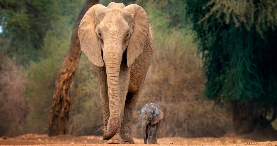 An adult elephant with an elephant calf face the camera side by side as they walk through a forest.