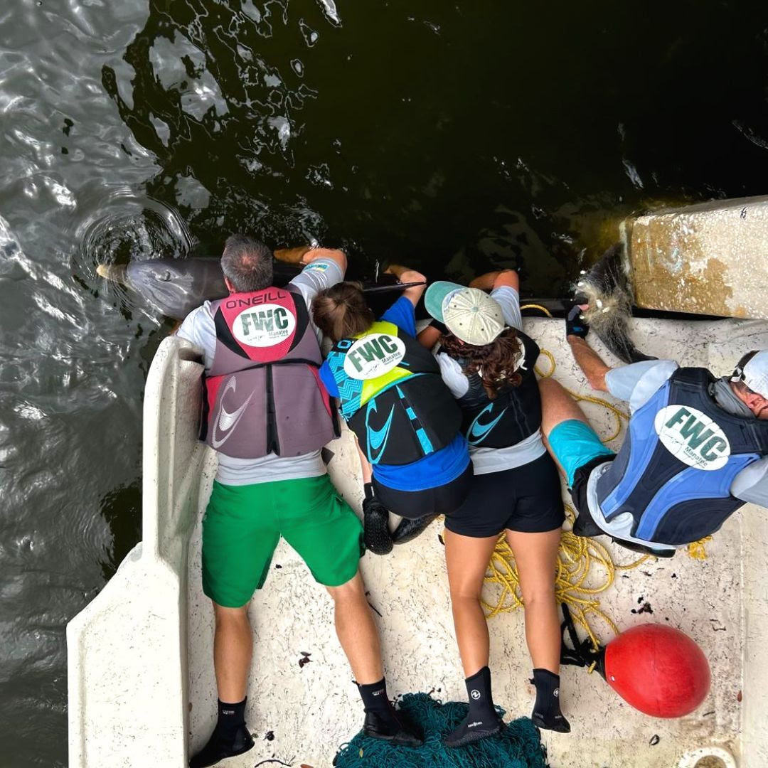 FWC staff rescuing an entangled dolphin. Photo by Kathy McCallian