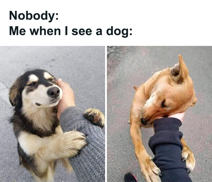 Hilarious-Dog-Memes