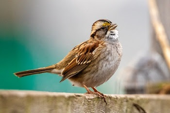 a brown-feathered, white-throated swallow with a puffed-out chest and long thin tail perches on a wooden fence rail