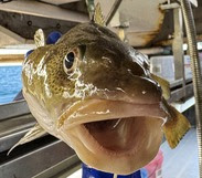 Atlantic cod NEFSC crop