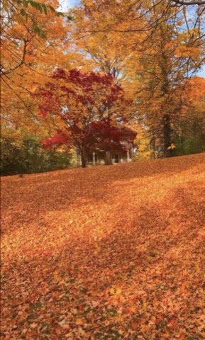 Fall-Orange-Leave-Everywhere