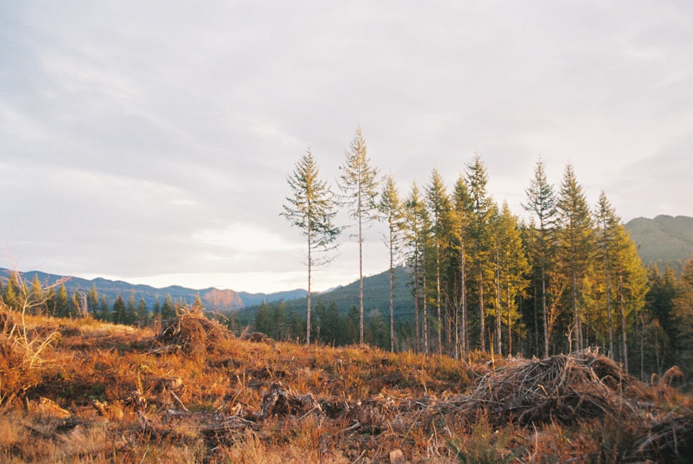 Une forêt remplie de grands arbres