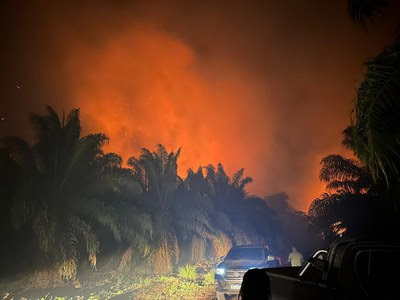 Incêndio noturno em área de palmeiras, com chamas alaranjadas intensas ao fundo. Em primeiro plano, veículos estacionados e pessoas observando a cena.