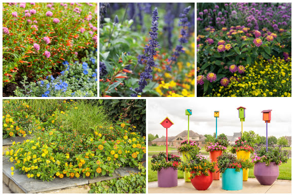 Pollinator gardens
