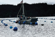 Oysters being farmed by Alaska Shellfish Farms in Kachemak Bay, Alaska. Credit: NOAA Fisheries