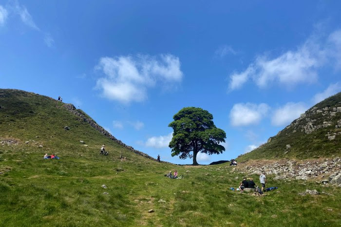 Sycamore Gap tree at Hadrian's Wall with visitors.