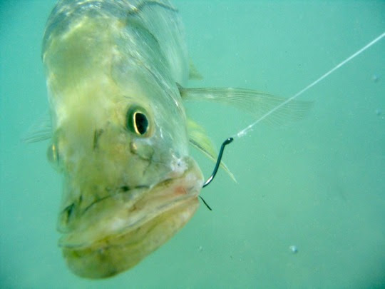 Snook up close view underwater