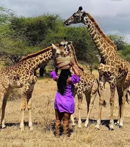 Giraffe-Feeding-Time